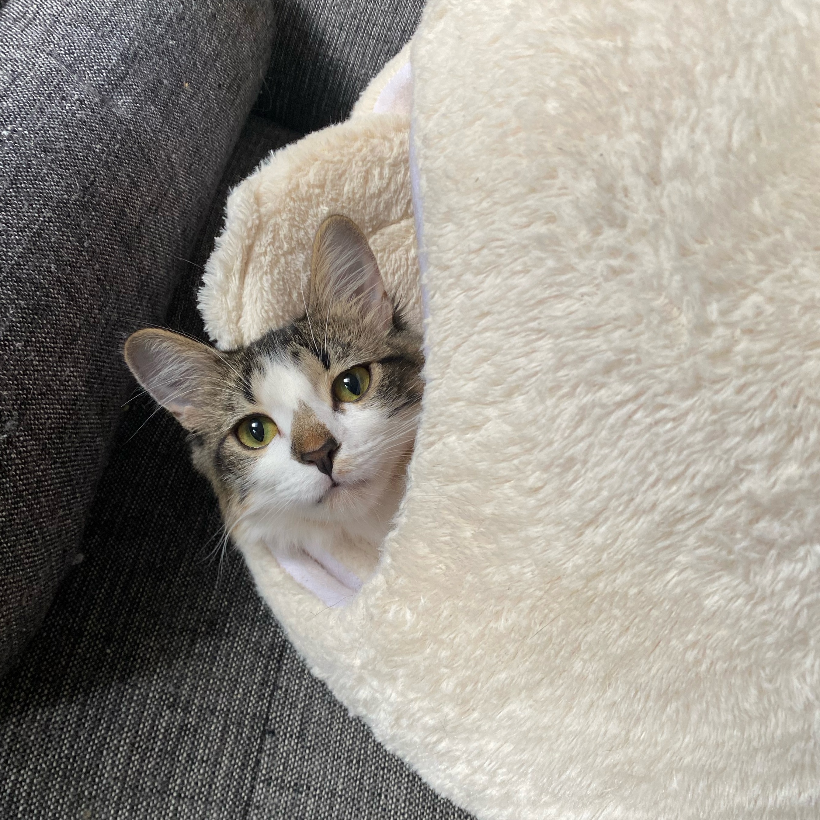 Harper, a Adopted Domestic Long Hair in hawthorne, CA image 2/6