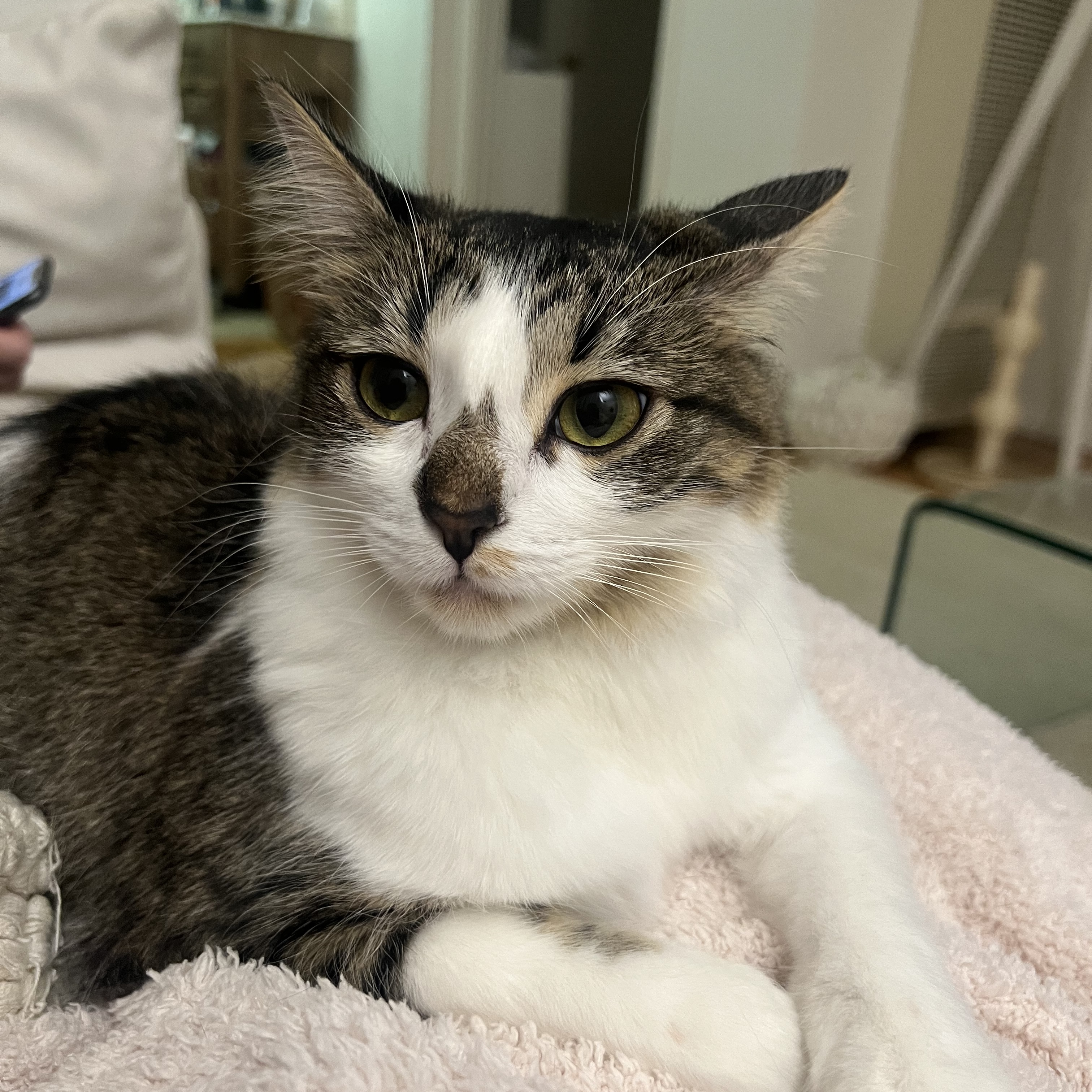 Harper, Adopted, Young Female Domestic Long Hair.