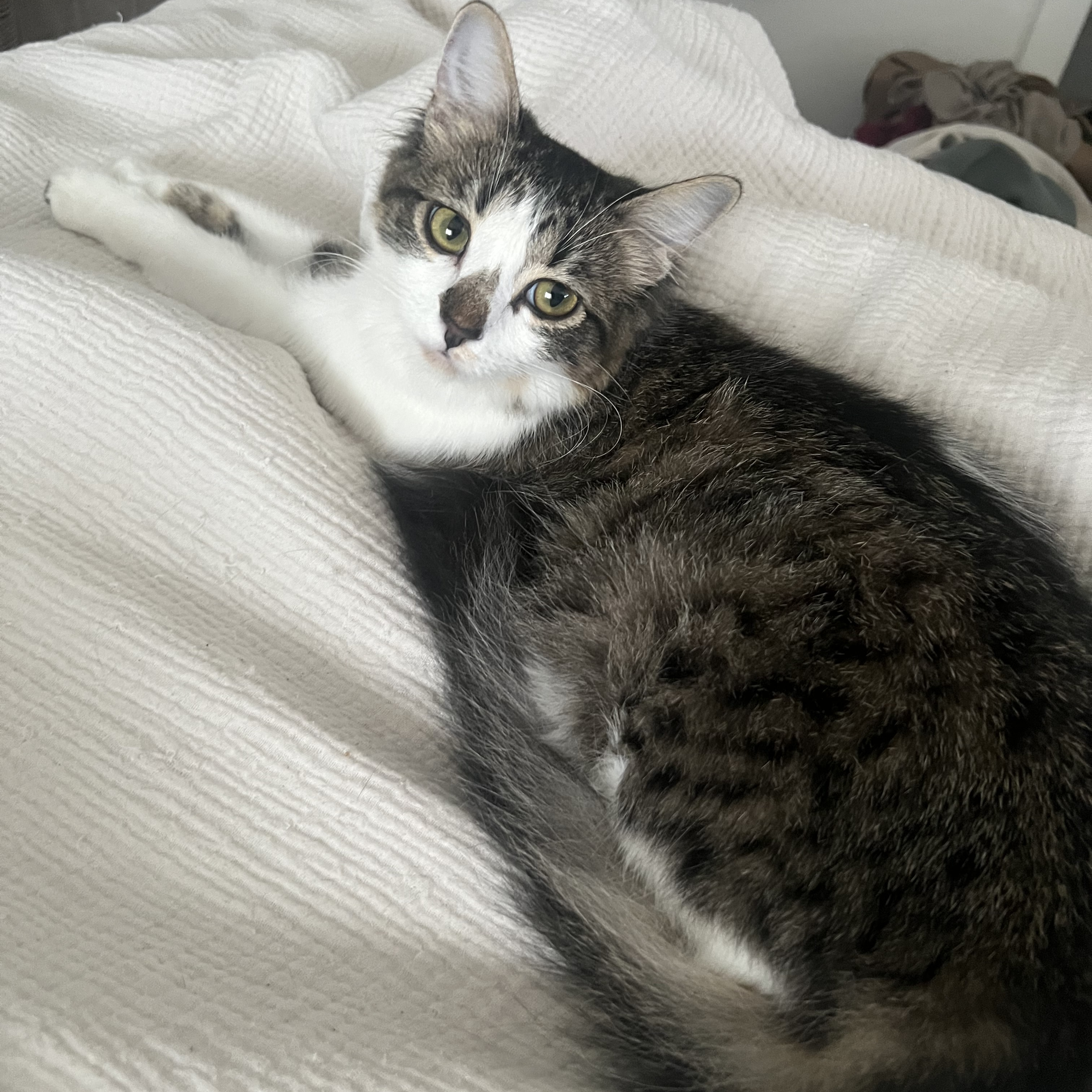 Harper, a Adopted Domestic Long Hair in hawthorne, CA image 3/6