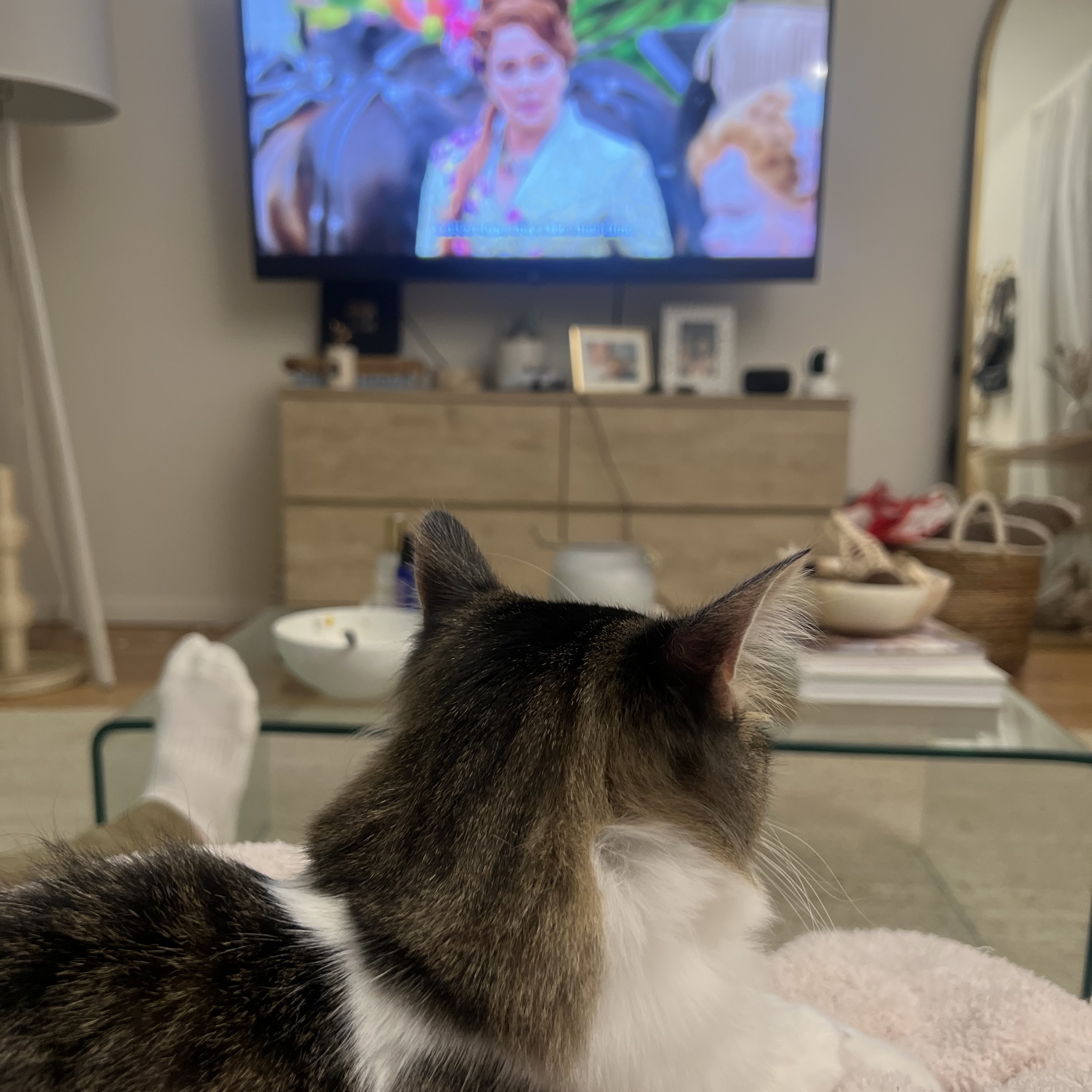 Harper, a Adopted Domestic Long Hair in hawthorne, CA image 6/6