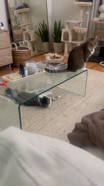 Enlarge Harper, a Adopted Domestic Long Hair in hawthorne, CA video 5/6