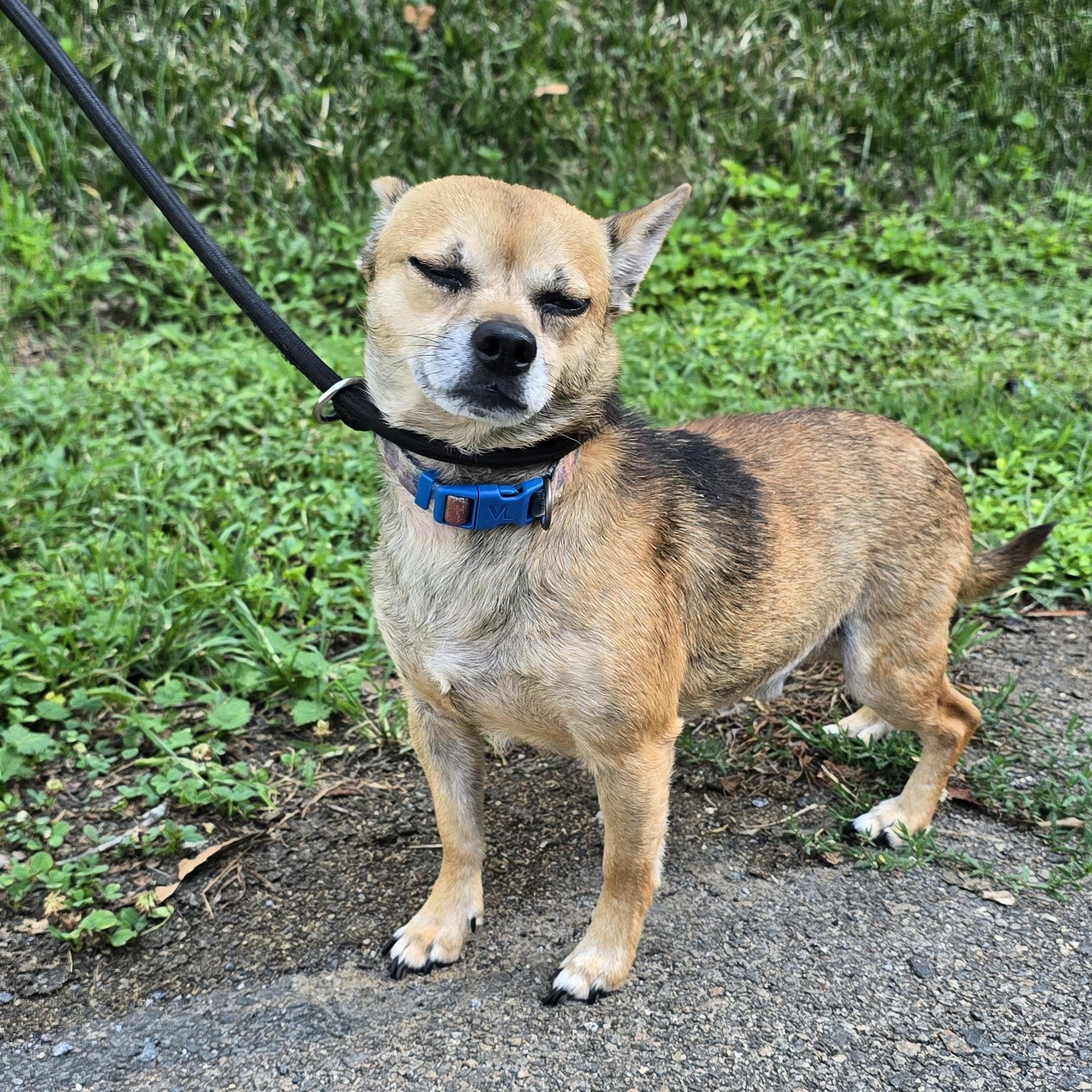 Tater Tot, an adopted mixed breed in Milledgeville, GA image 5/5