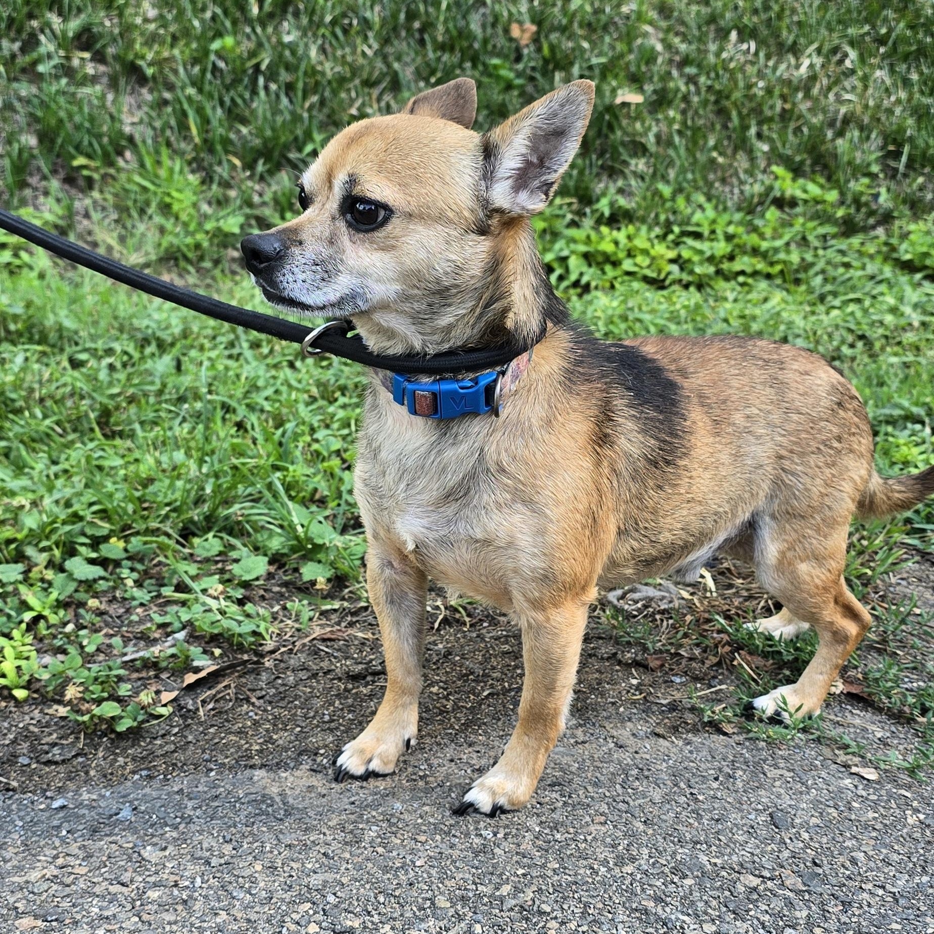 Tater Tot, an adopted mixed breed in Milledgeville, GA image 3/5