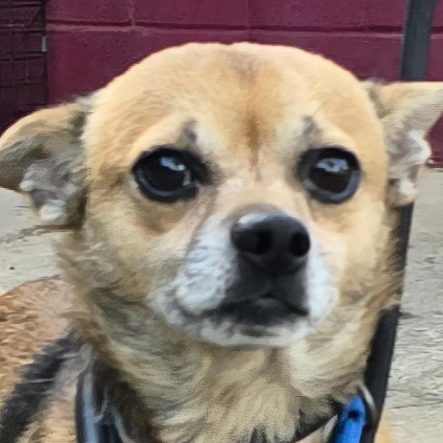 Tater Tot, an adopted mixed breed in Milledgeville, GA image 1/5