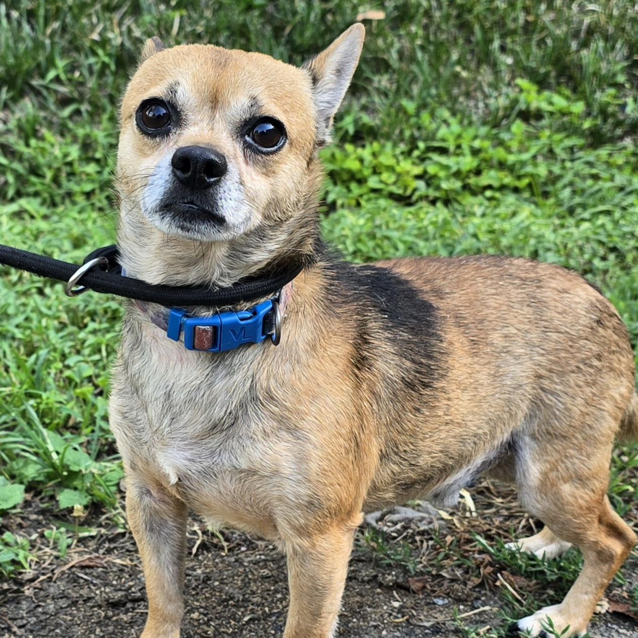 Tater Tot, an adopted mixed breed in Milledgeville, GA image 2/5
