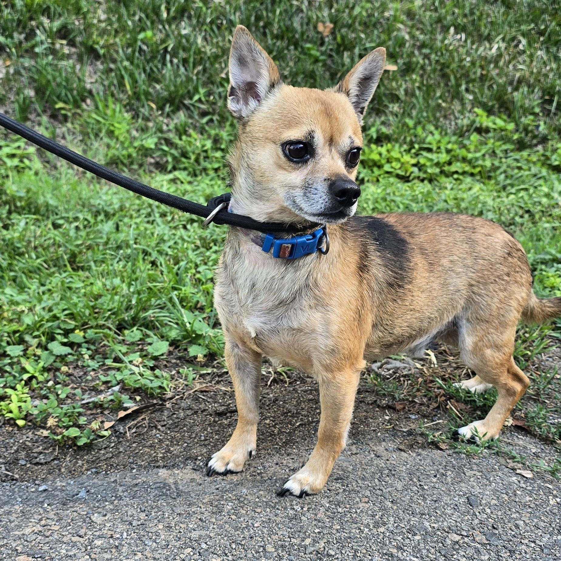 Tater Tot, an adopted mixed breed in Milledgeville, GA image 4/5