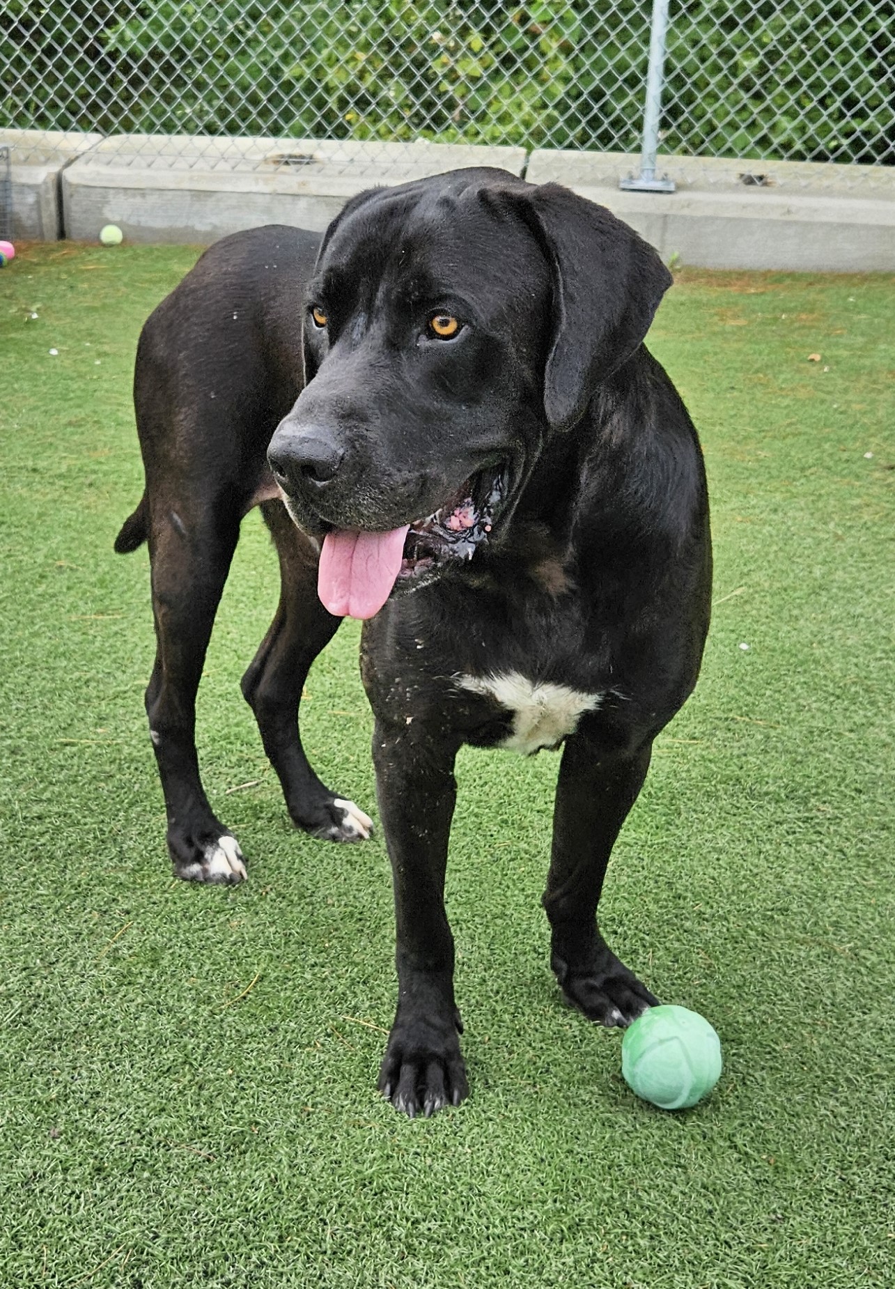MAX, Adopted, Adult Male Labrador Retriever.