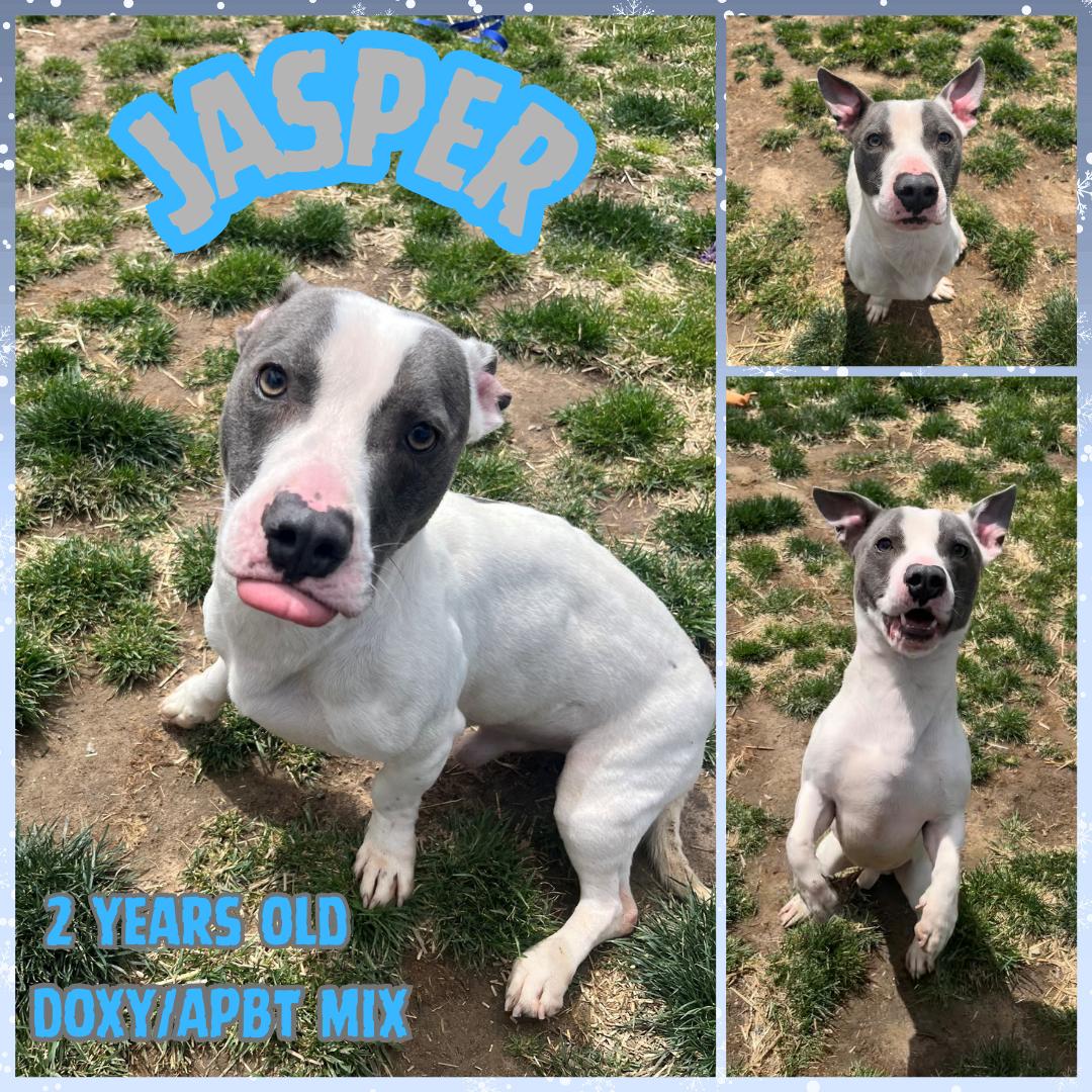 Jasper, ADOPTABLE, Adult Male Pit Bull Terrier & Dachshund.