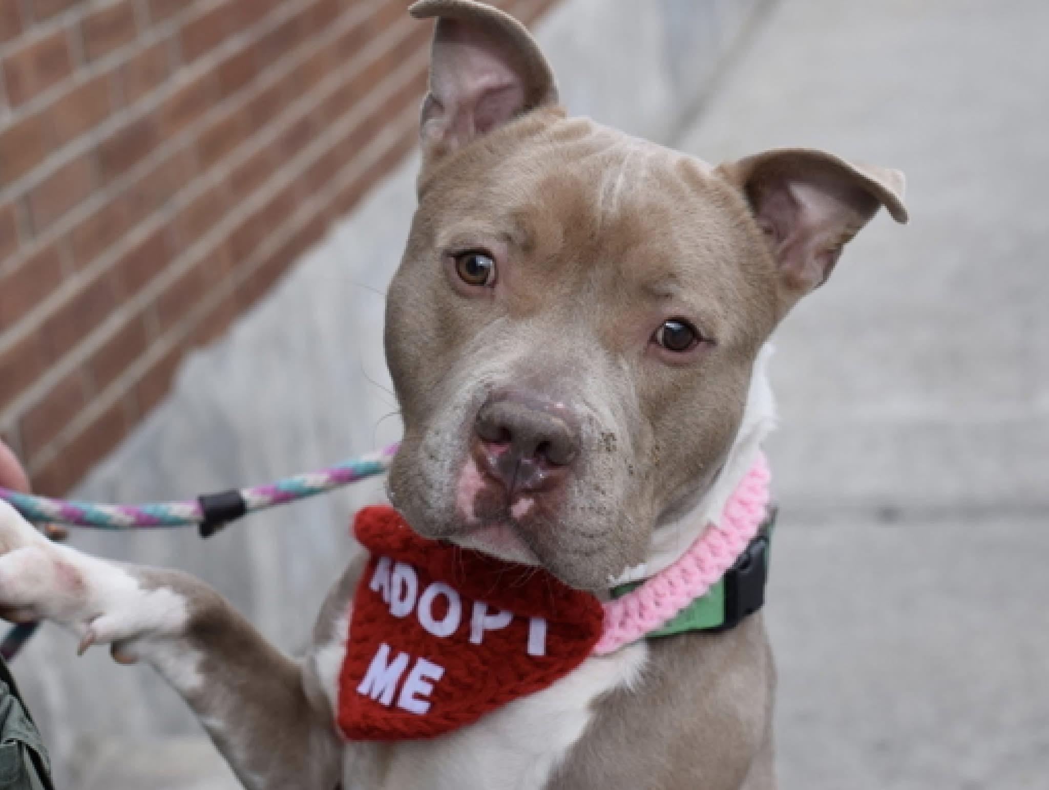 Swiss Roll, a Adoptable American Bully in East Moriches, NY image 1/6