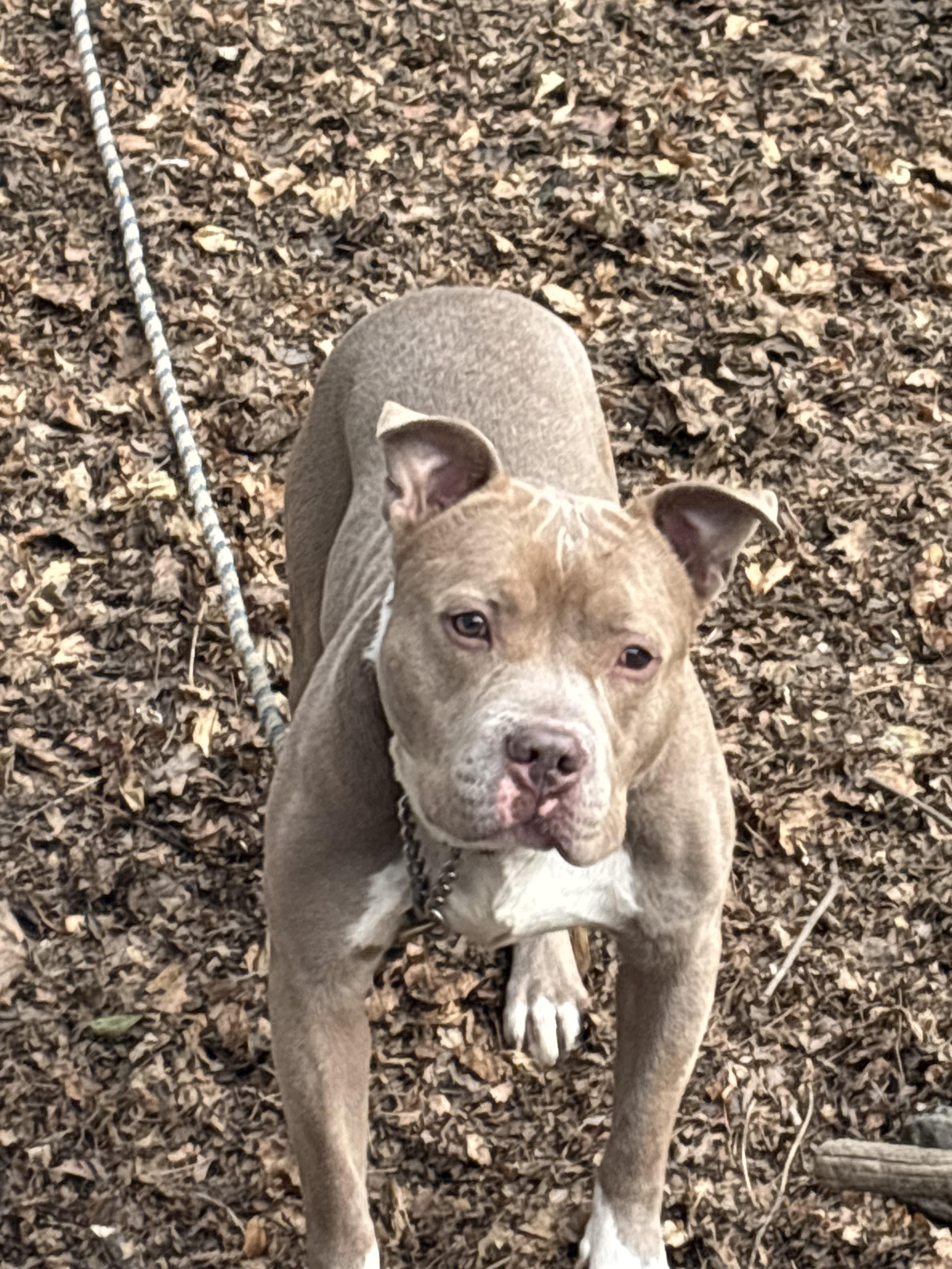 Swiss Roll, a Adoptable American Bully in East Moriches, NY image 2/6