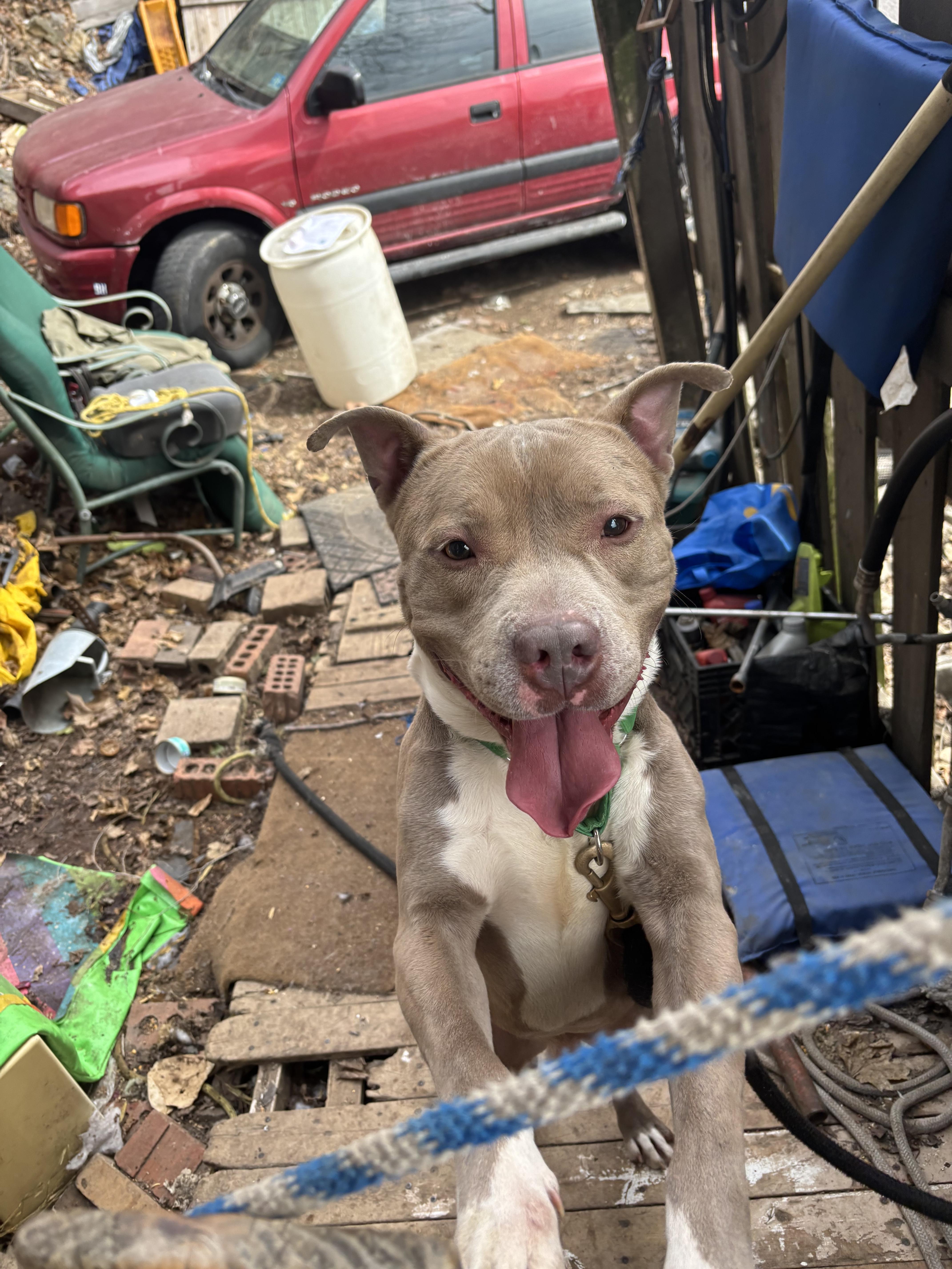 Swiss Roll, Adoptable, Young Male American Bully.
