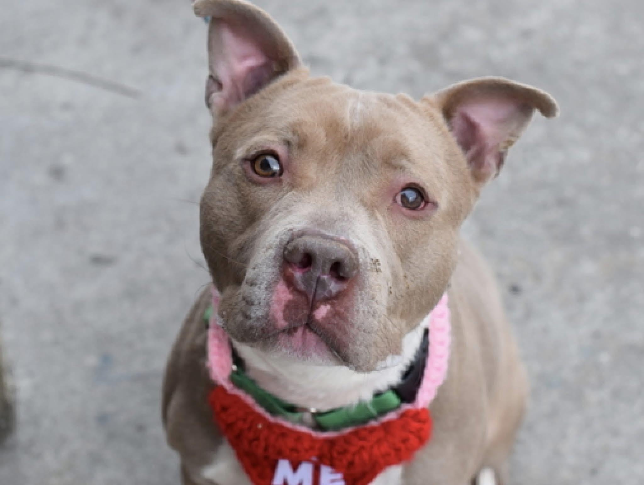 Swiss Roll, a Adoptable American Bully in East Moriches, NY image 4/6