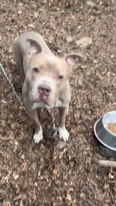 Enlarge Swiss Roll, a Adoptable American Bully in East Moriches, NY video 5/6