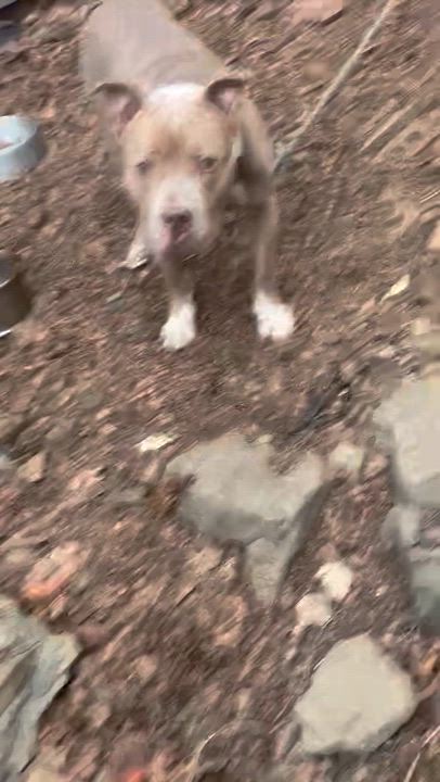 Enlarge Swiss Roll, a Adoptable American Bully in East Moriches, NY video 6/6