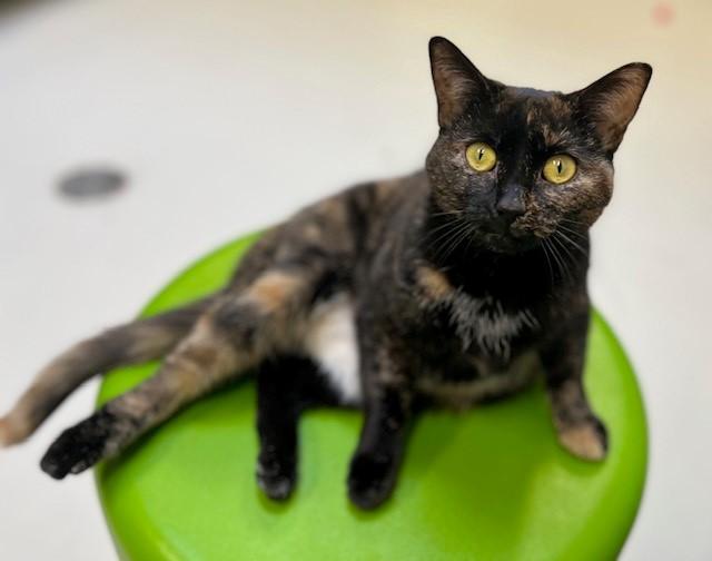 TRUFFLE, Adoptable, Young Female Domestic Short Hair.