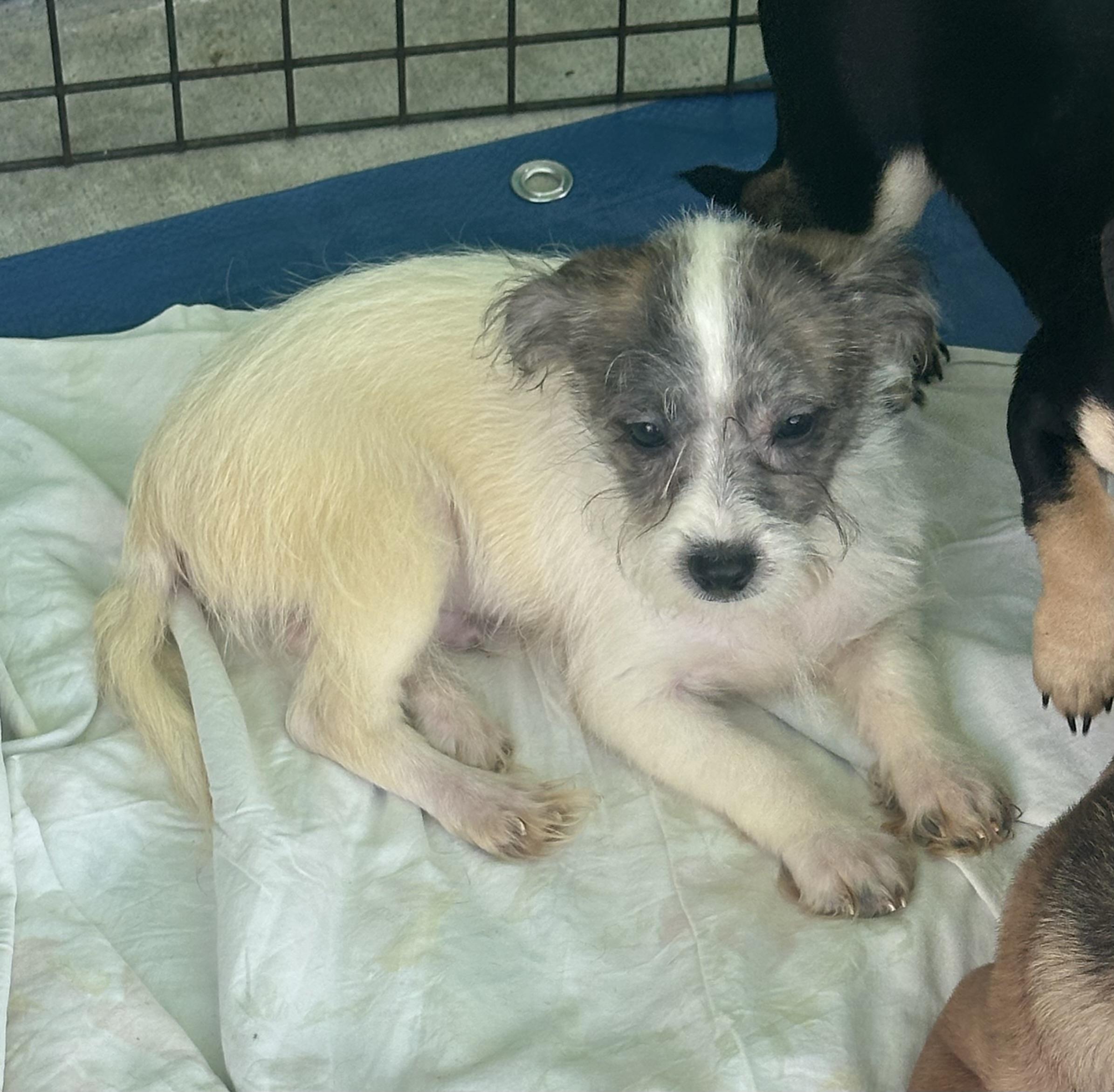 Enlarge Lucas, an adoption pending mixed breed in La Palma, CA image 1/1