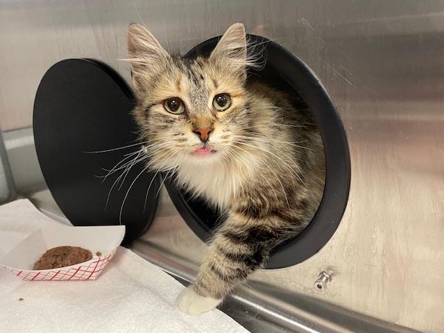 BUNNIE*, Adoptable, Adult Female Domestic Medium Hair.