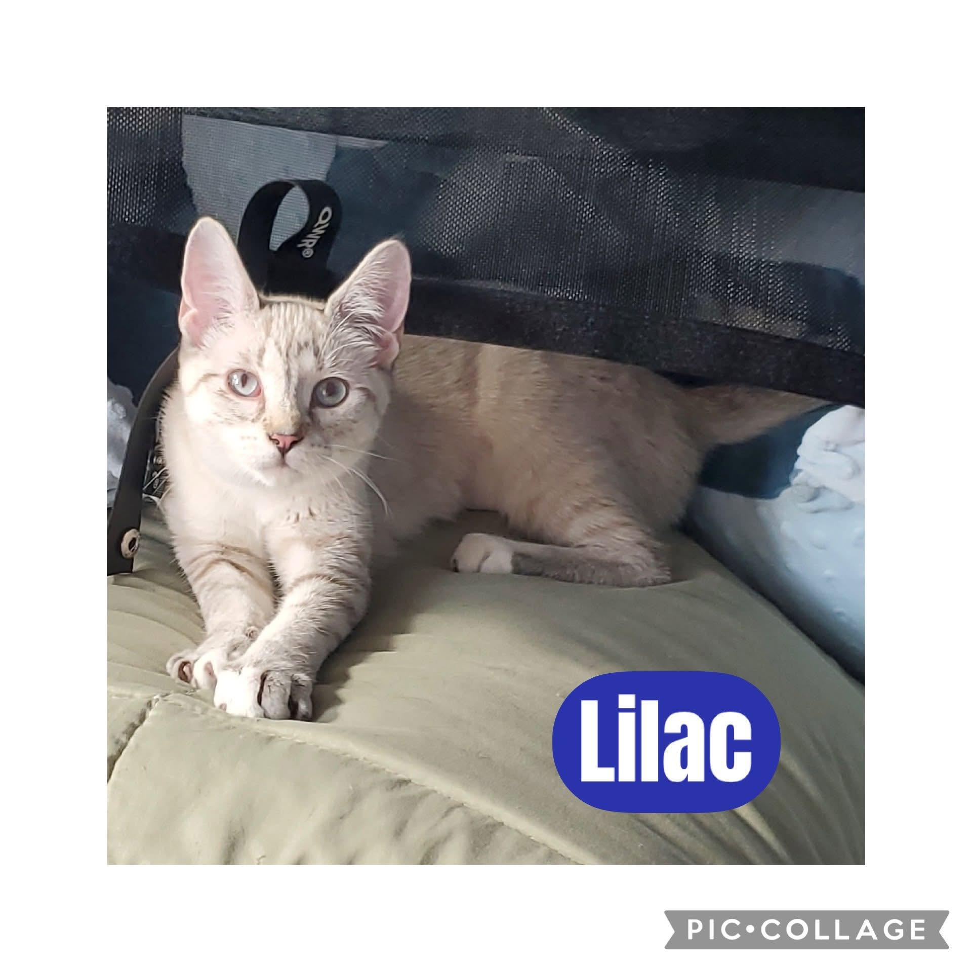 Enlarge Lilac, an adopted Siamese in Freeland, MI image 1/1
