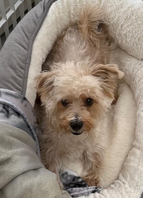 Enlarge Tank, a ADOPTABLE mixed breed in Taunton, MA image 3/4