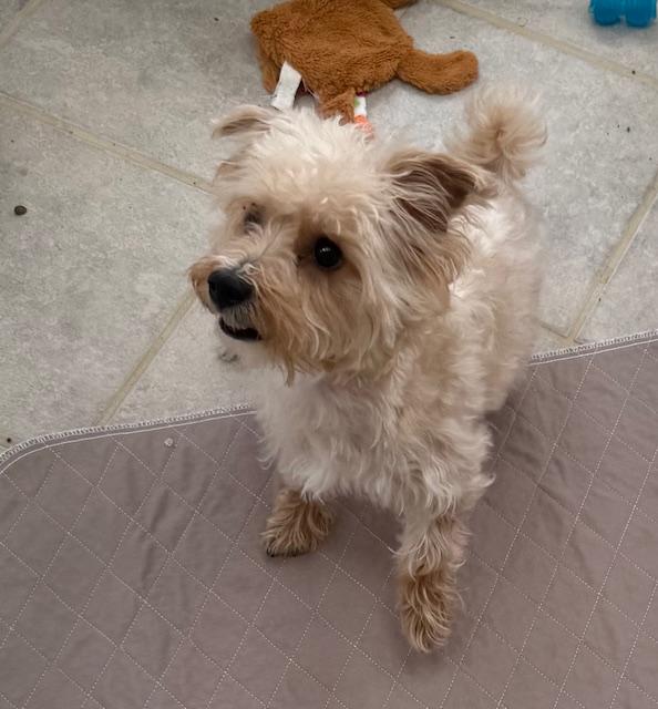 Enlarge Tank, a ADOPTABLE mixed breed in Taunton, MA image 2/4