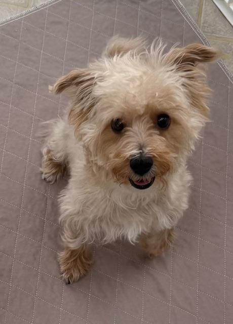 Tank, ADOPTABLE, Young Male Yorkshire Terrier & Maltese.