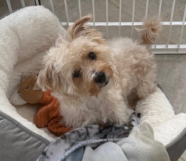 Enlarge Tank, a ADOPTABLE mixed breed in Taunton, MA image 4/4