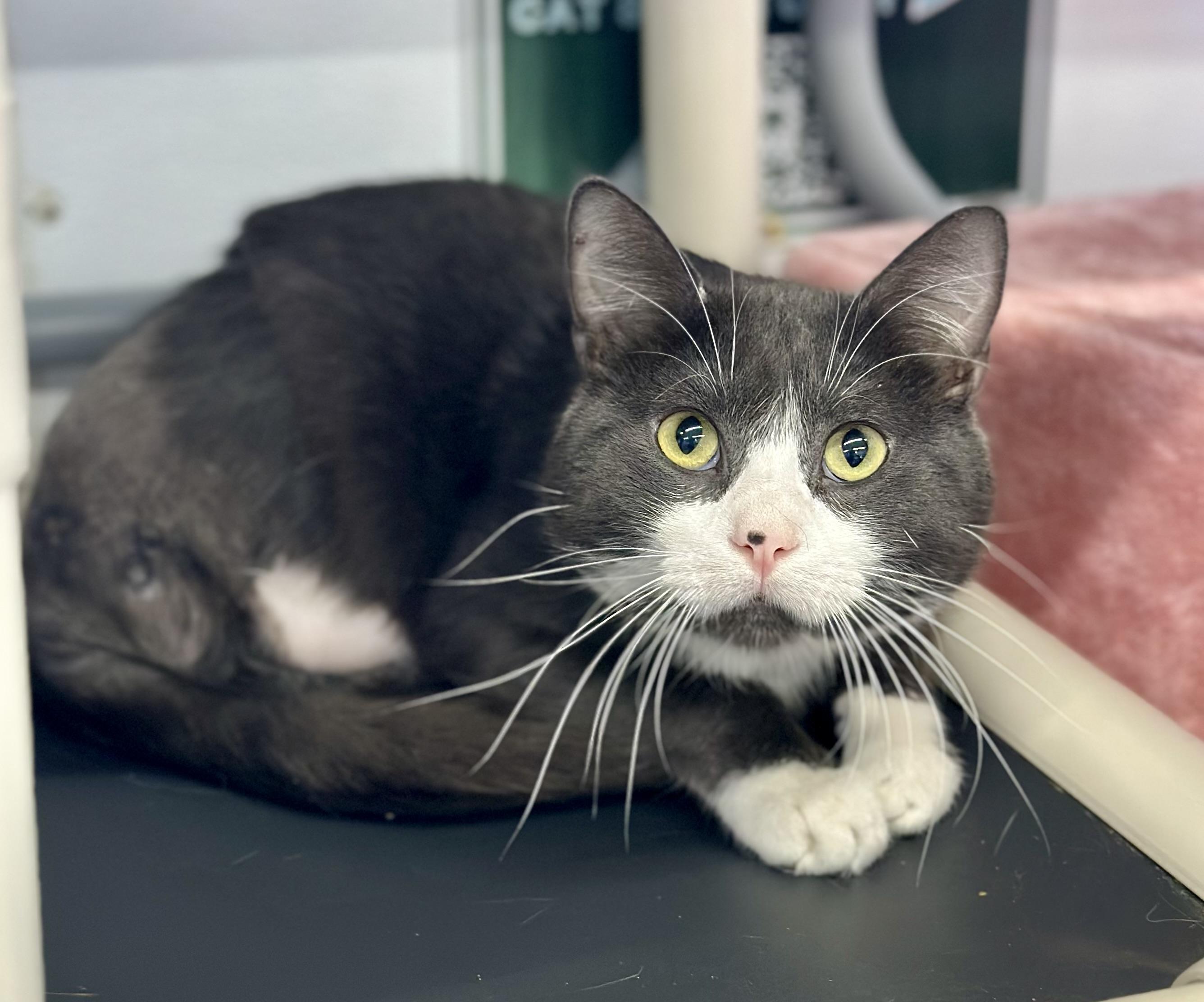 Enlarge Edwin, a Adoptable Domestic Short Hair in Faribault, MN image 2/3