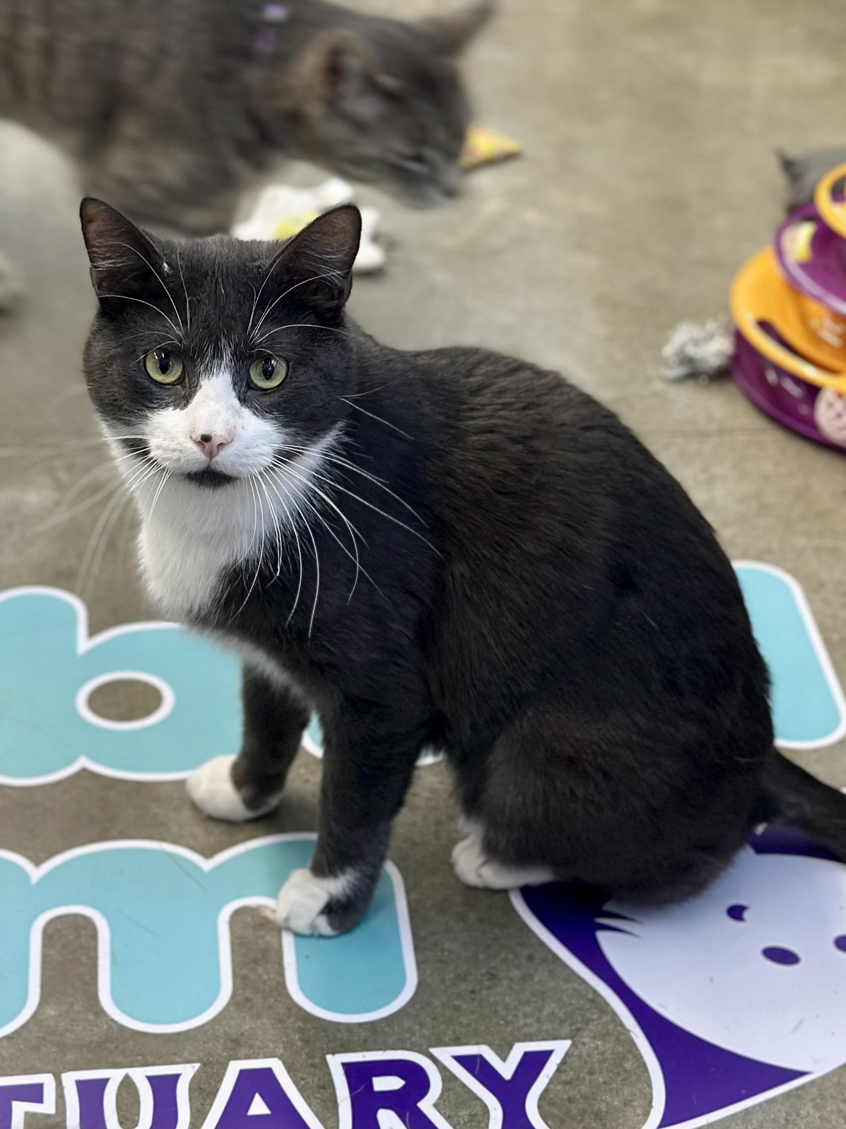 Edwin, Adoptable, Adult Male Domestic Short Hair.