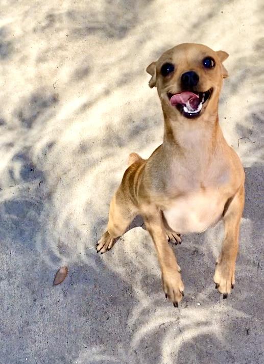 Cece, a Adoptable mixed breed in Houston, TX image 6/6