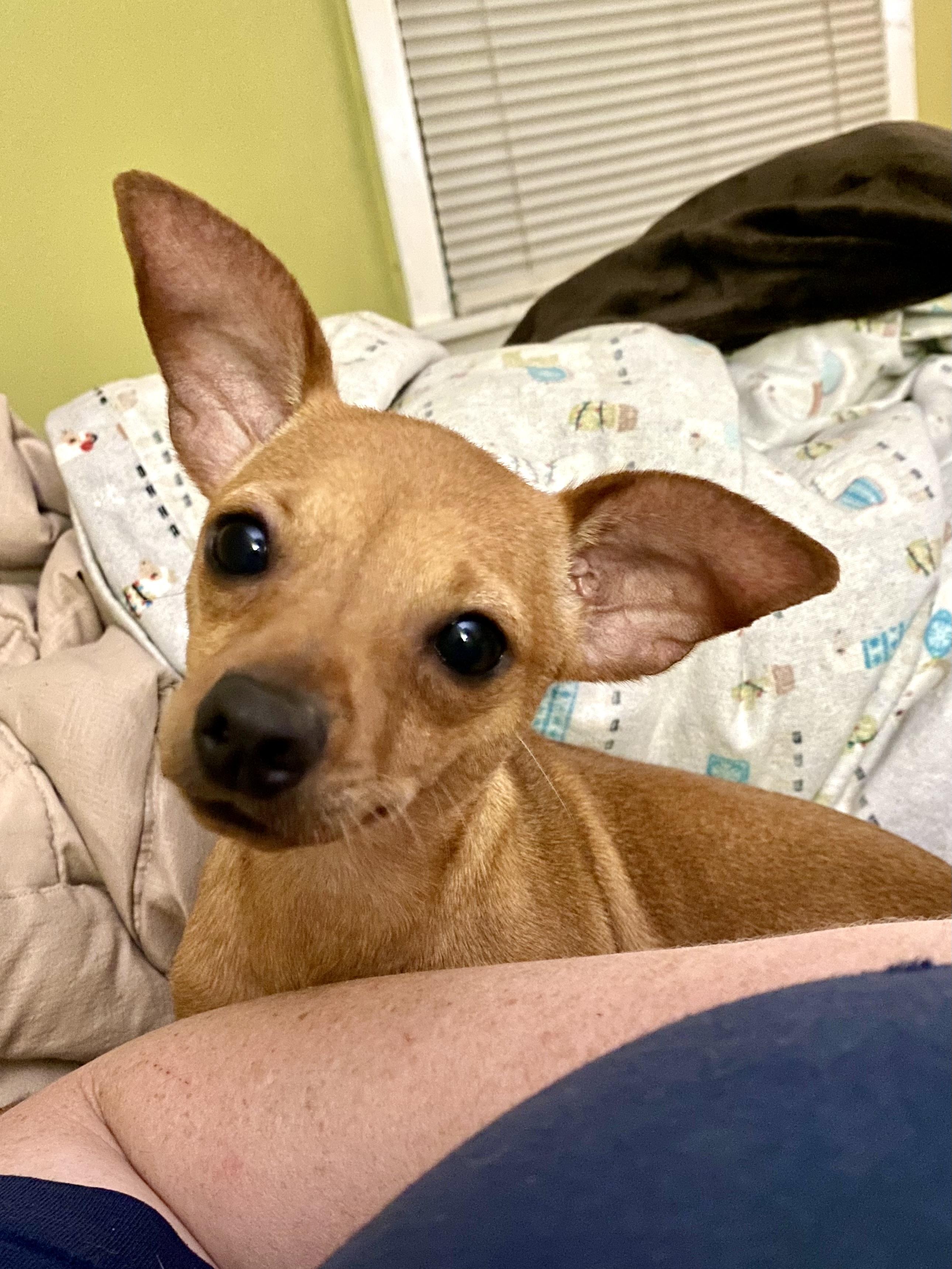 Cece, a Adoptable mixed breed in Houston, TX image 5/6