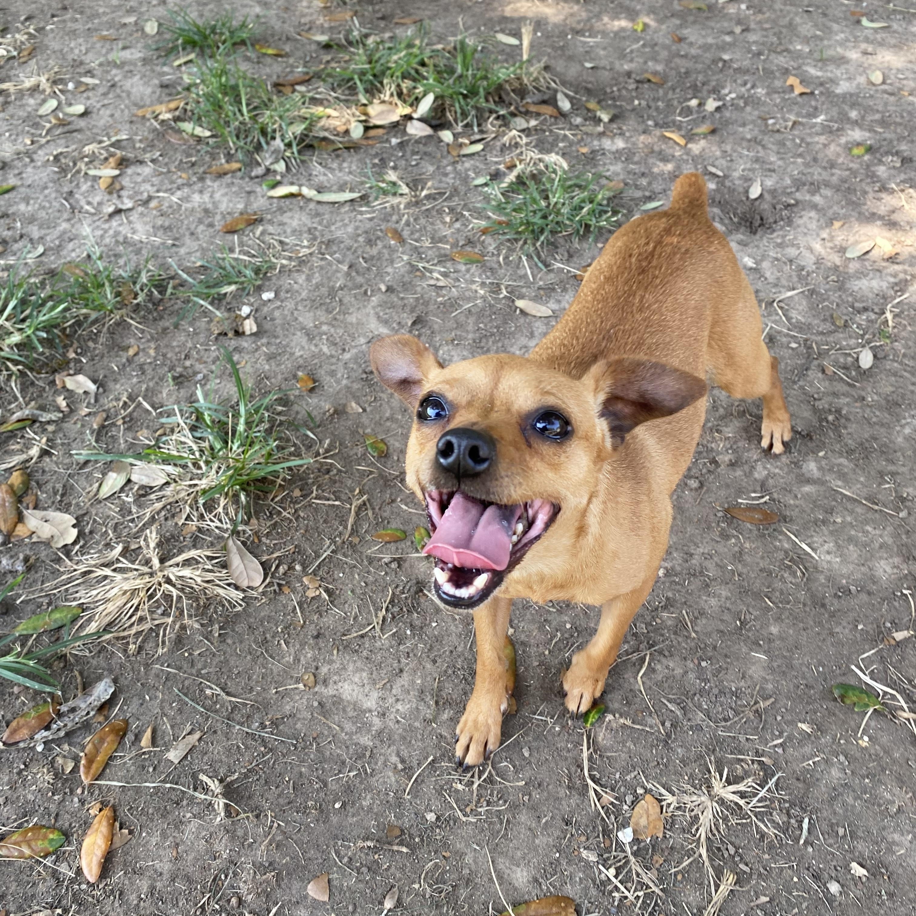 Cece, a Adoptable mixed breed in Houston, TX image 3/6