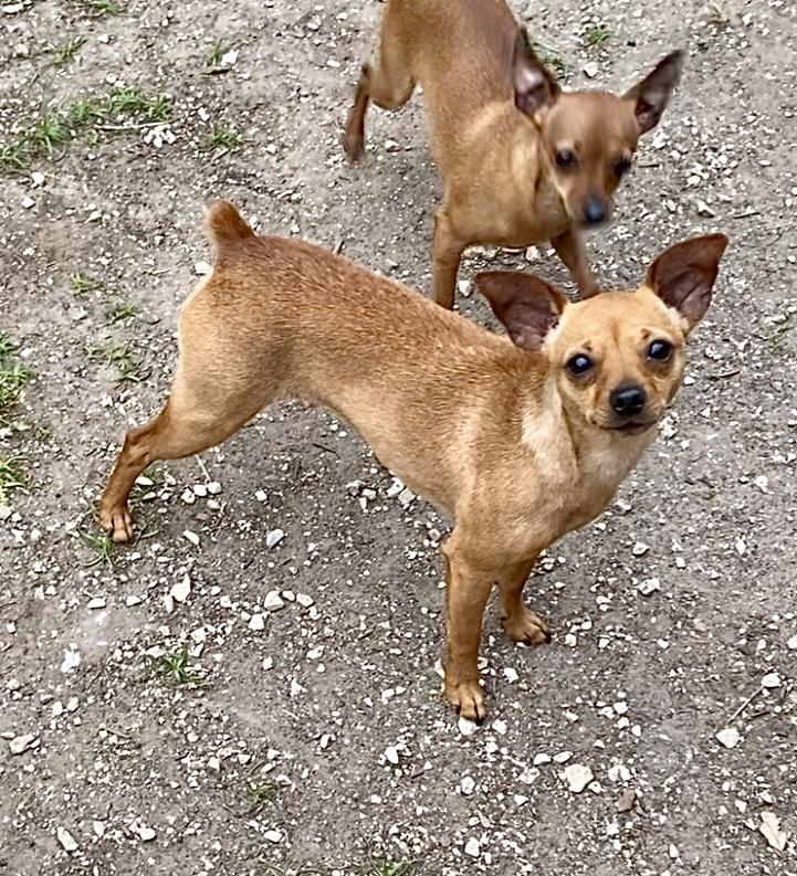 Cece, Adoptable, Adult Female Miniature Pinscher & Chihuahua.