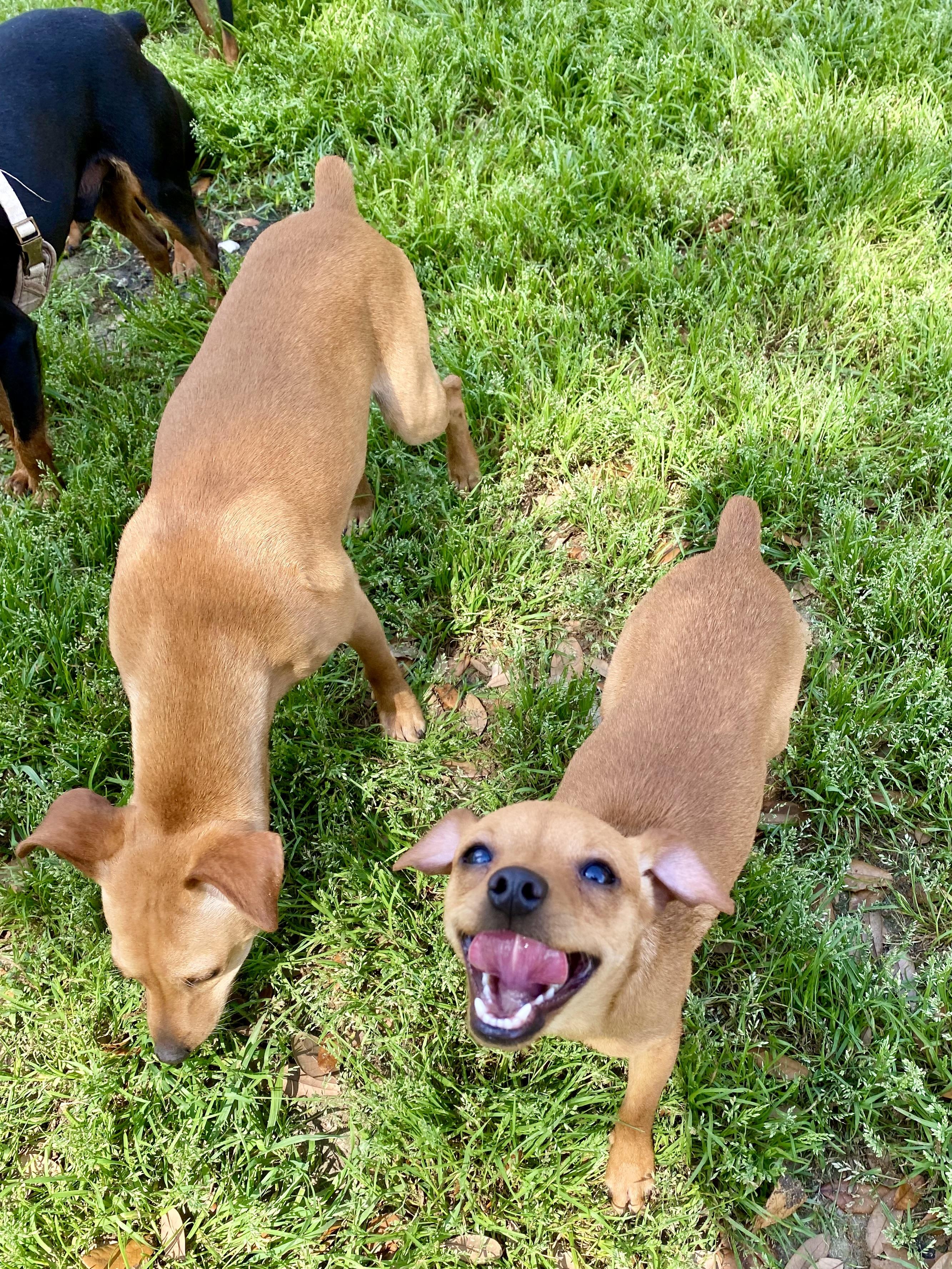 Cece, a Adoptable mixed breed in Houston, TX image 4/6