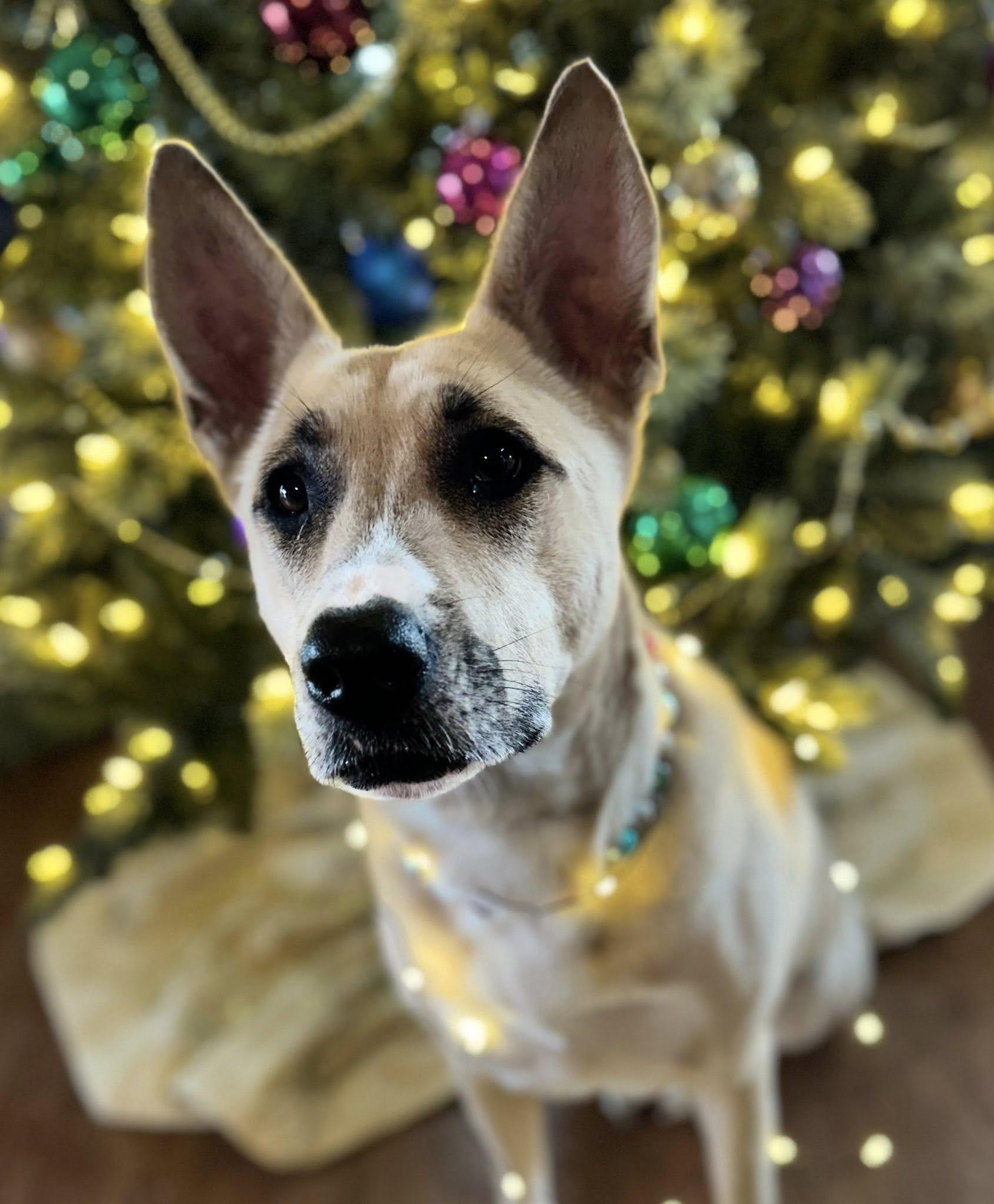 Julia, a Adoptable mixed breed in Newcastle, OK image 1/6