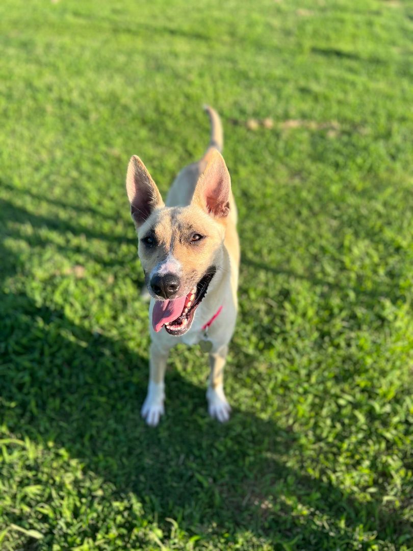 Julia, a Adoptable mixed breed in Newcastle, OK image 4/6