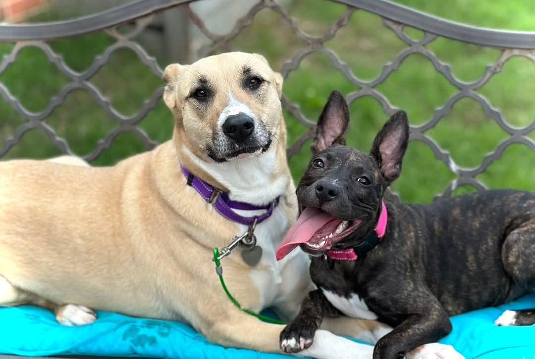 Julia, a Adoptable mixed breed in Newcastle, OK image 3/6