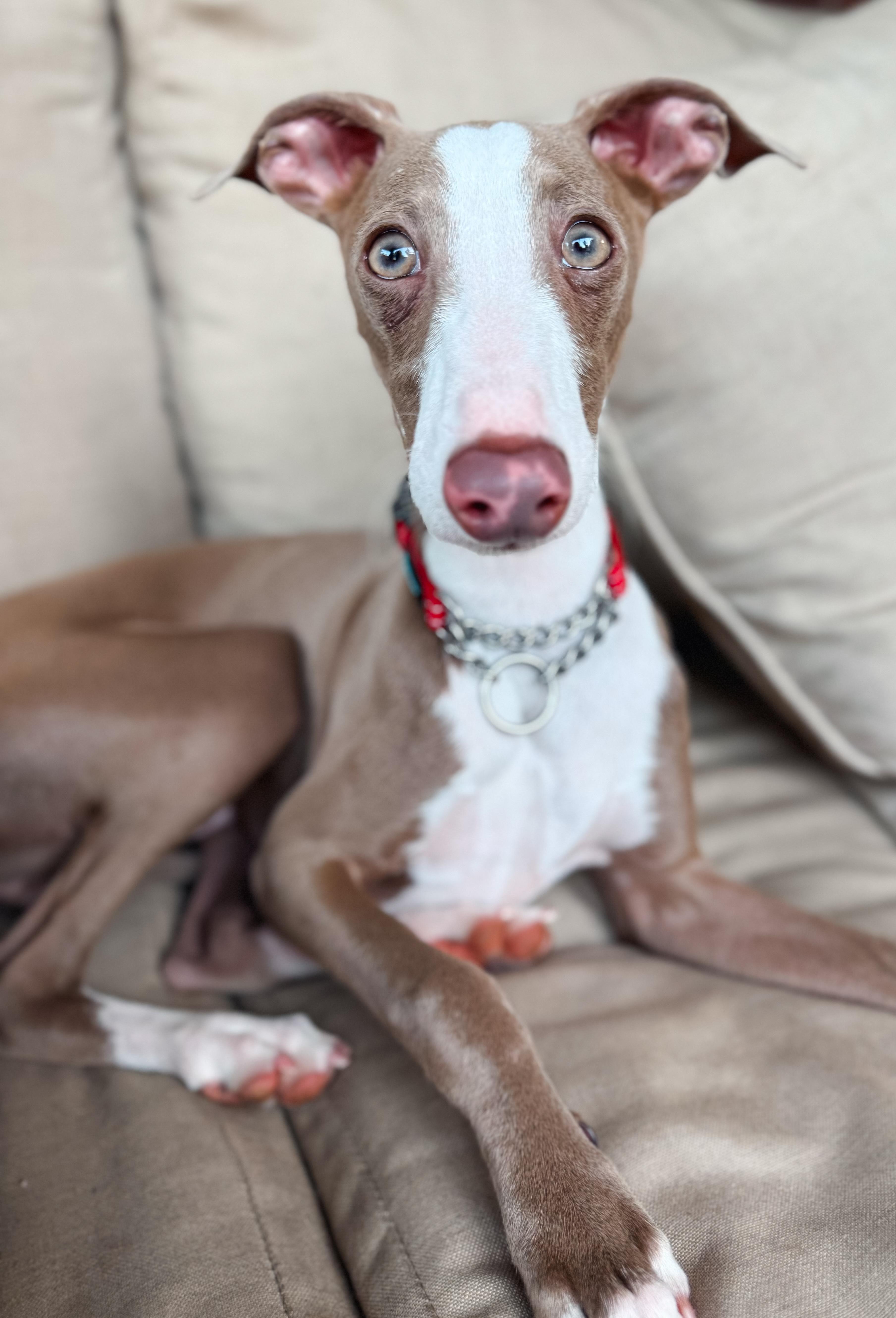 Hudson, Adoptable, Puppy Male Italian Greyhound.