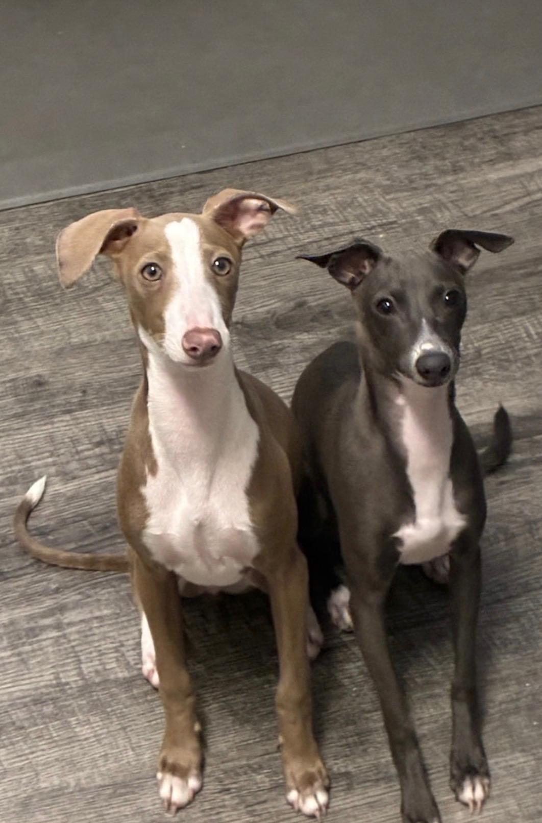 Enlarge Hudson, a Adoptable Italian Greyhound in Atlanta, GA image 5/5