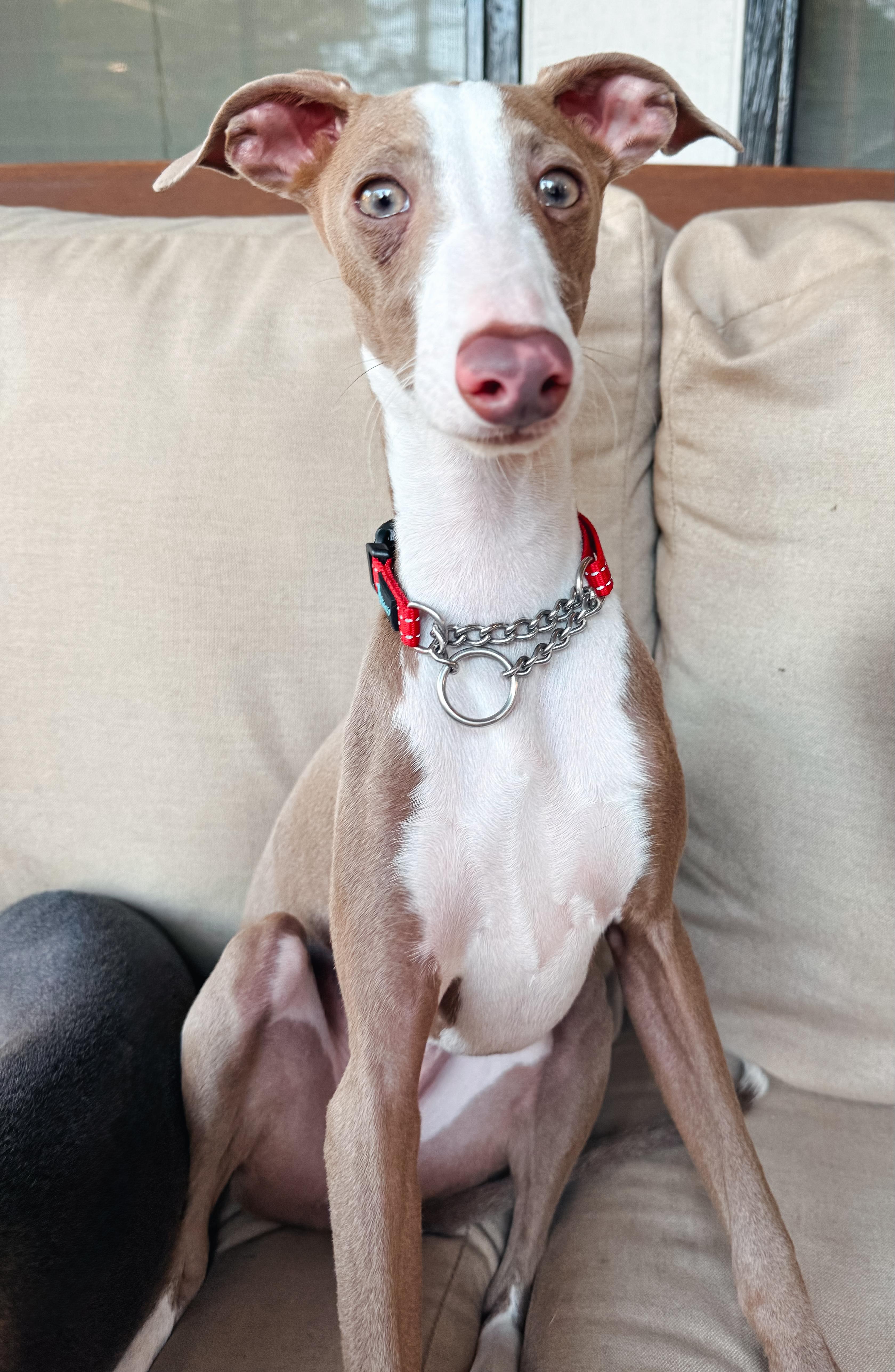 Enlarge Hudson, a Adoptable Italian Greyhound in Atlanta, GA image 3/5