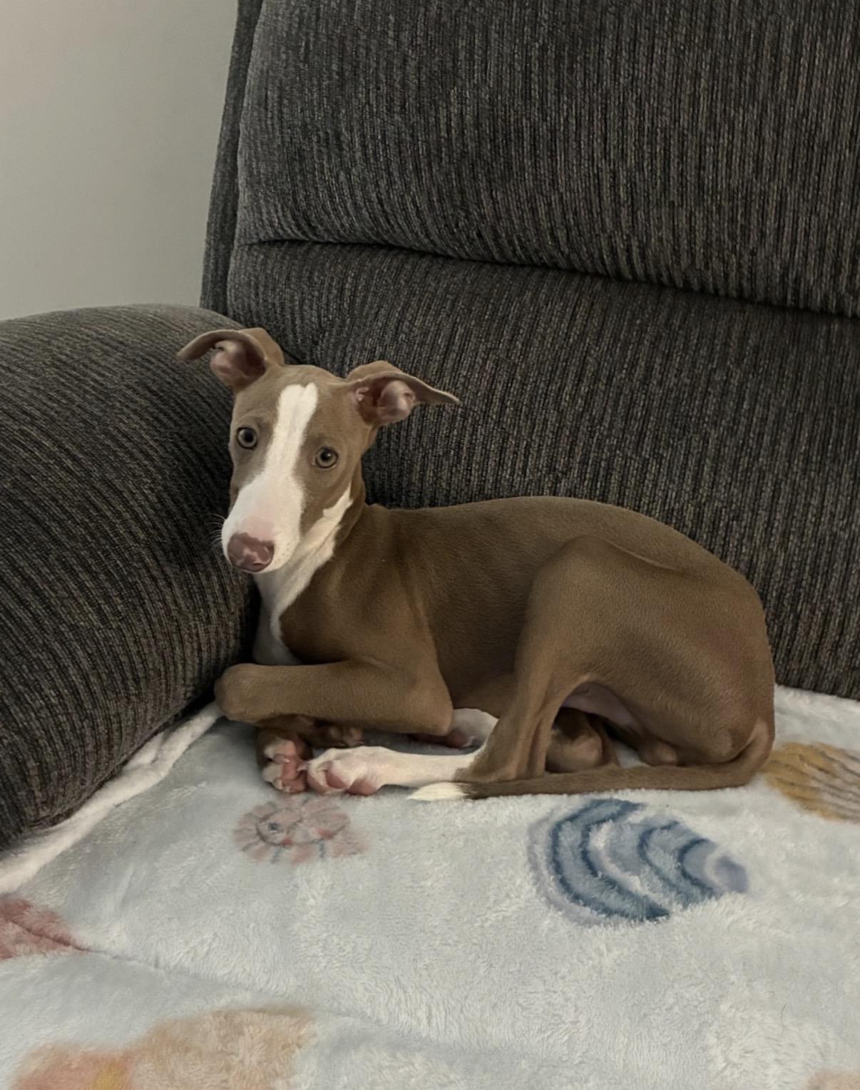 Enlarge Hudson, a Adoptable Italian Greyhound in Atlanta, GA image 4/5