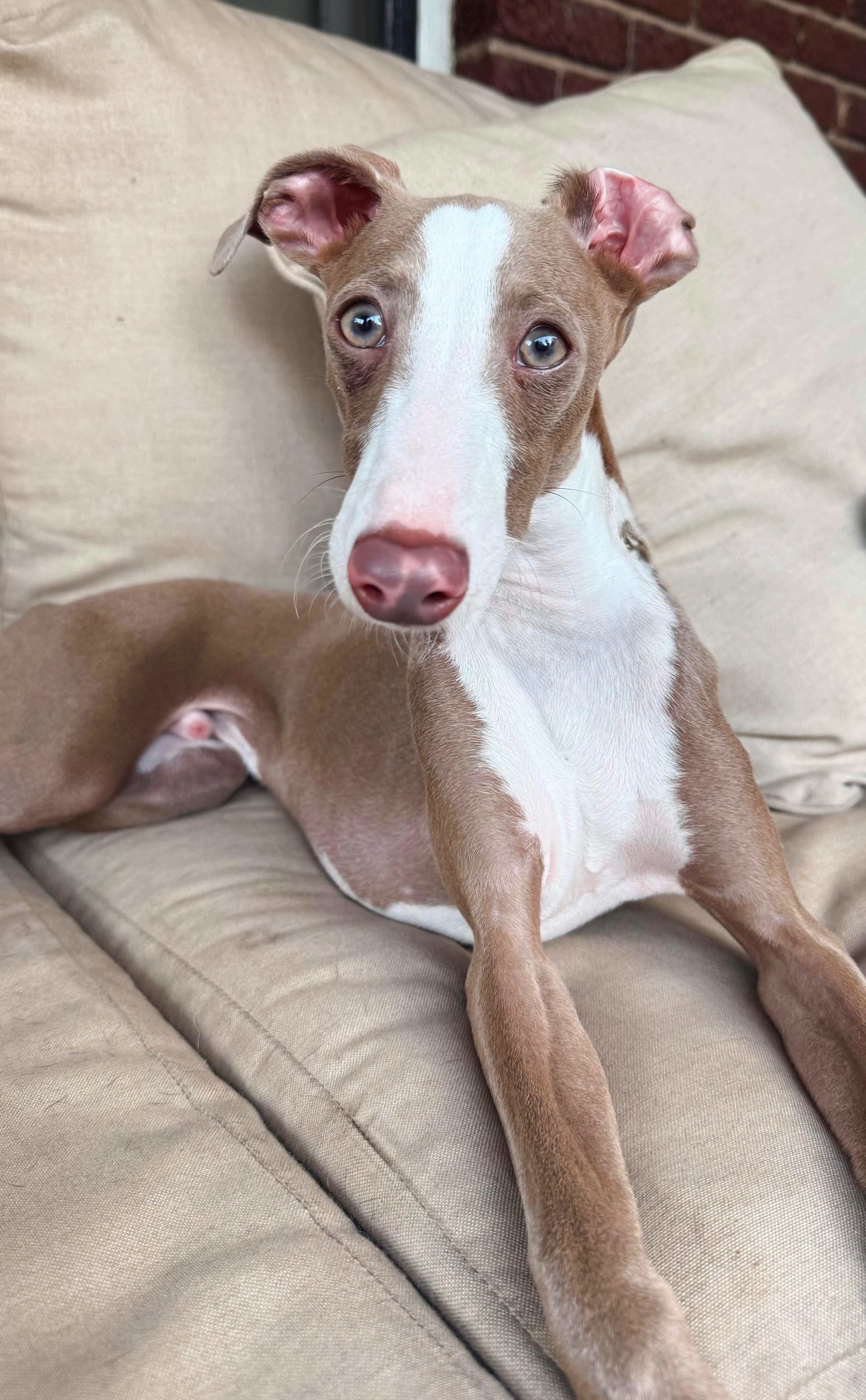 Enlarge Hudson, a Adoptable Italian Greyhound in Atlanta, GA image 2/5