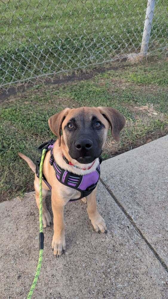 Enlarge 26-088 Ringo, a Adoptable mixed breed in Richardson, TX image 1/6