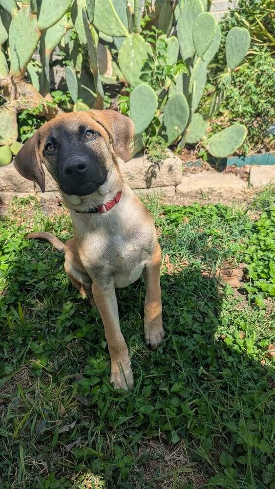 Enlarge 26-088 Ringo, a Adoptable mixed breed in Richardson, TX image 2/6