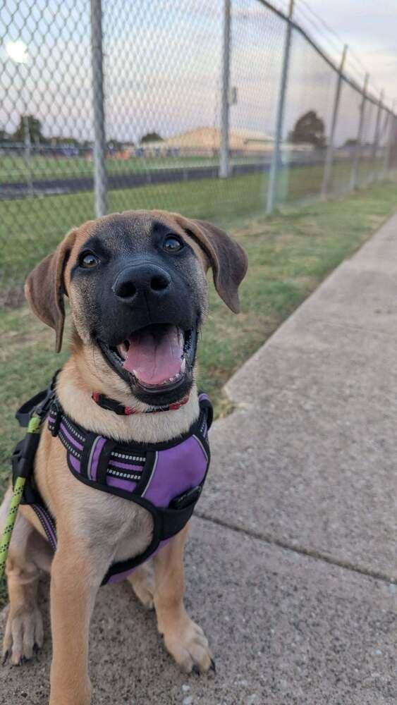 Enlarge 26-088 Ringo, a Adoptable mixed breed in Richardson, TX image 3/6