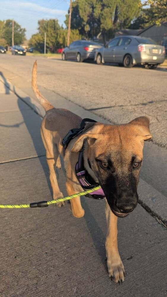 Enlarge 26-088 Ringo, a Adoptable mixed breed in Richardson, TX image 5/6