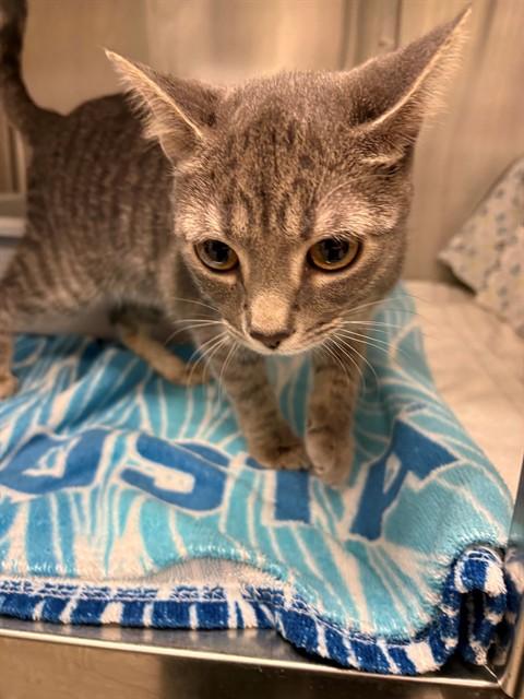 JAKE, Adoptable, Young Female Domestic Short Hair.
