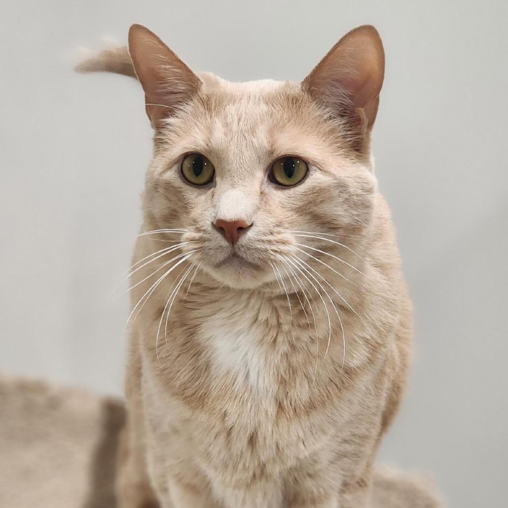 Puddin, Adoptable, Adult Male Domestic Short Hair.