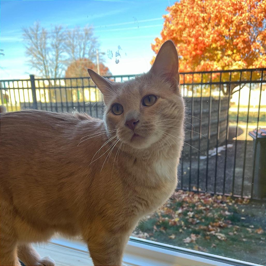 Puddin, a Adoptable Domestic Short Hair in Champaign, IL image 4/6