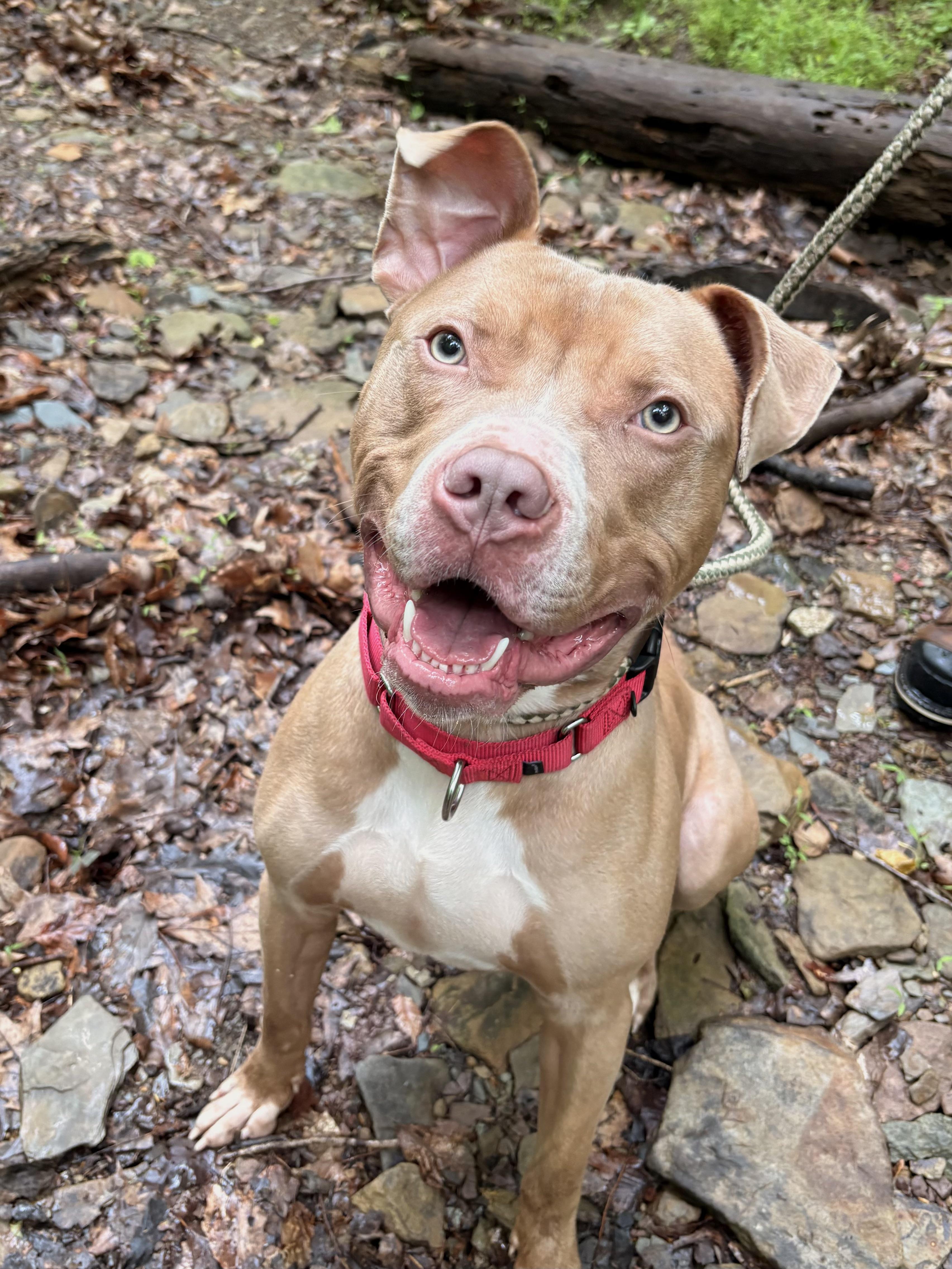 Daytona, ADOPTABLE, Young Male Pit Bull Terrier.