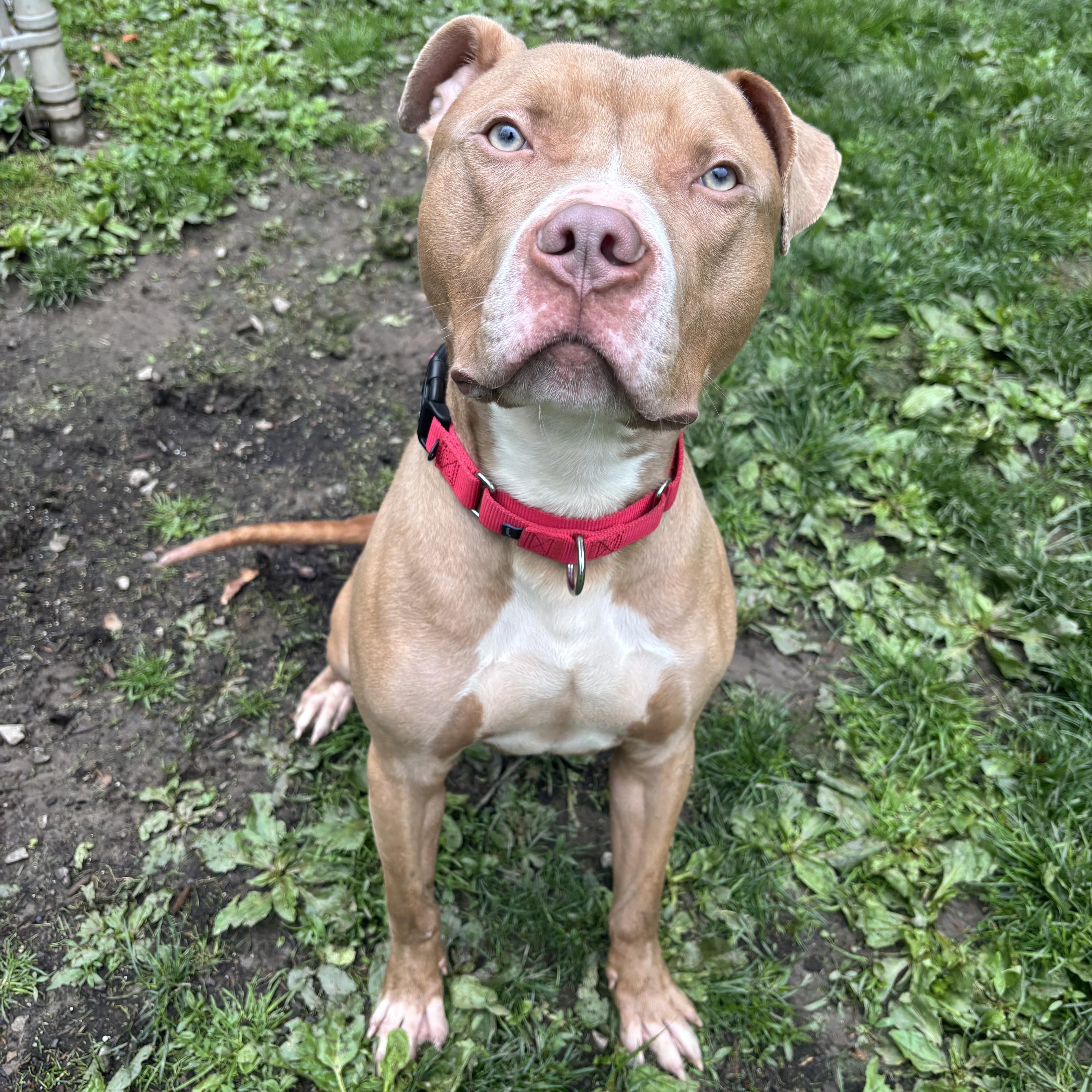 Enlarge Daytona, a ADOPTABLE mixed breed in White Oak, PA image 1/6